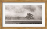 Old Oak in Fog Fine Art Print
