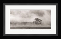 Old Oak in Fog Fine Art Print