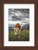 Bowing Cow Fine Art Print