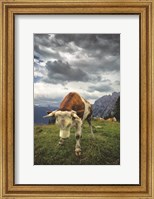 Bowing Cow Fine Art Print