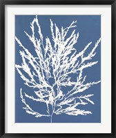 Blue Botanical I Fine Art Print