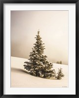 Pine Trees in the Snow Fine Art Print