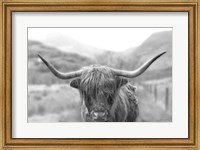 Scottish Highland Cattle III Neutral Crop Fine Art Print