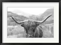 Scottish Highland Cattle III Neutral Crop Fine Art Print