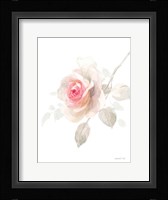 Gentle Rose II Framed Print