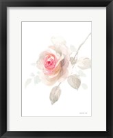 Gentle Rose II Framed Print