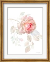 Gentle Rose I Fine Art Print