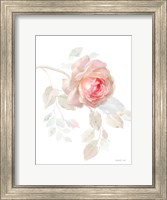 Gentle Rose I Fine Art Print