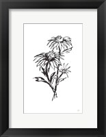 Line Echinacea III Fine Art Print