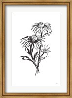 Line Echinacea III Fine Art Print