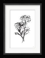 Line Echinacea III Framed Print