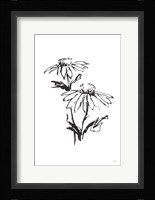 Line Echinacea II Framed Print