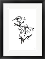 Line Echinacea II Framed Print