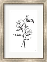 Line Ranunculus I Fine Art Print