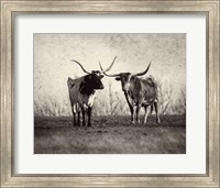Texas Longhorns Fine Art Print