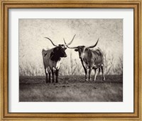 Texas Longhorns Fine Art Print