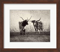 Texas Longhorns Fine Art Print