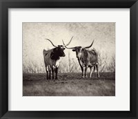 Texas Longhorns Fine Art Print