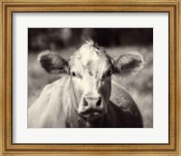 Pasture Cow Fine Art Print