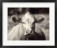 Pasture Cow Fine Art Print