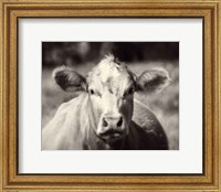 Pasture Cow Fine Art Print