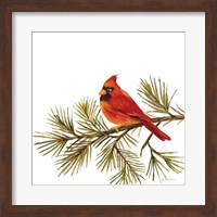 Cardinal Christmas V on White Fine Art Print