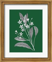 Green Botanical V Fine Art Print