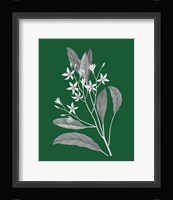 Green Botanical V Framed Print