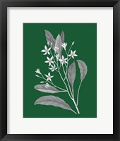 Green Botanical V Framed Print