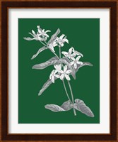 Green Botanical IV Fine Art Print