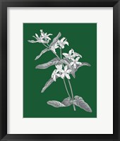 Green Botanical IV Framed Print