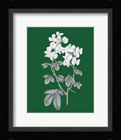 Green Botanical III Framed Print