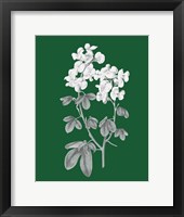 Green Botanical III Framed Print