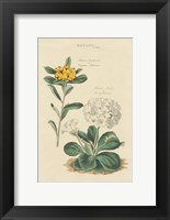 Botanical Print II Fine Art Print