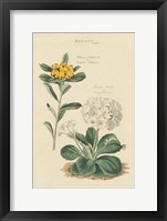 Botanical Print II Framed Print