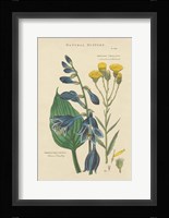 Botanical Print I Framed Print