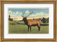 Elk I Crop Fine Art Print