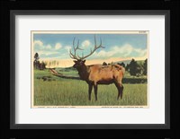 Elk I Crop Fine Art Print