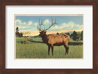 Elk I Crop Fine Art Print