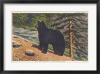 Black Bear I Crop Fine Art Print