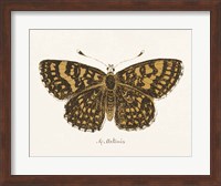 Antique Butterfly II Fine Art Print