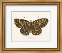Antique Butterfly II Fine Art Print