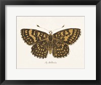 Antique Butterfly II Framed Print