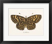 Antique Butterfly II Framed Print
