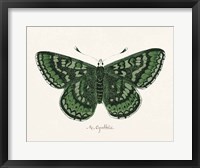 Antique Butterfly I Fine Art Print