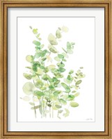 Eucalyptus III Fine Art Print