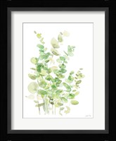 Eucalyptus III Fine Art Print