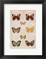 American Butterflies II Fine Art Print