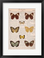 American Butterflies II Framed Print