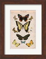 American Butterflies I Fine Art Print